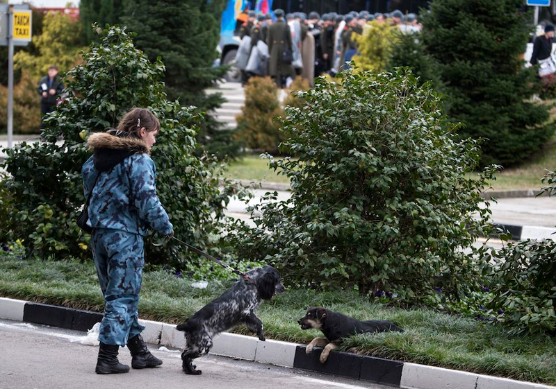 Illustration for article titled The Dogs Of Sochi